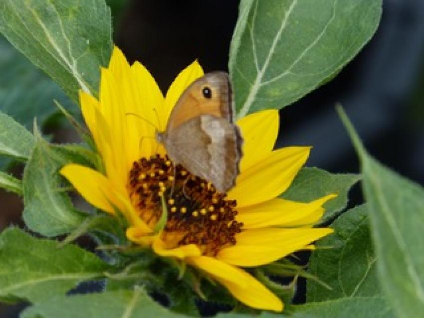 Schmetterling auf Blüte, 