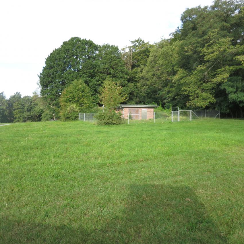 Ansicht der Teilfläche 1 im September 2023 vor der Pflegeumstellung. Der Standort ist eher mager. Obwohl es auf den ersten Blick so aussieht, dass die Vegetation nur aus Gräsern besteht, sind typische Wiesenblumen sowie verschiedene Kleearten vorhanden.