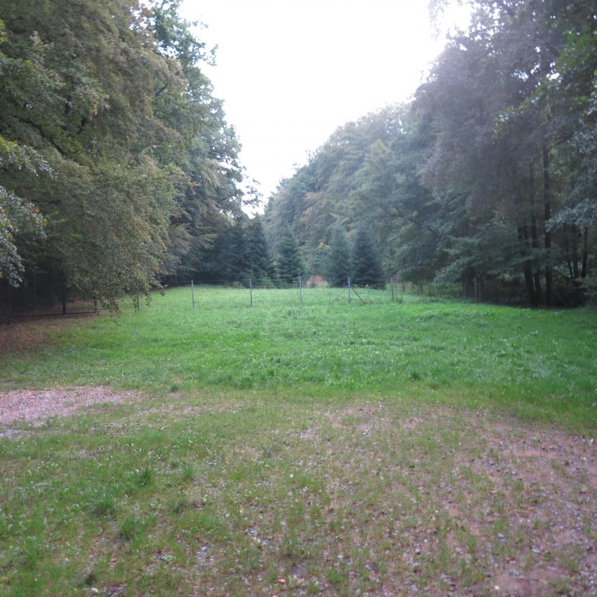 Ansicht der Teilfläche 2 im September 2023 vor der Maßnahmenumsetzung. Die Wiese besteht hauptsächlich aus Gräsern.