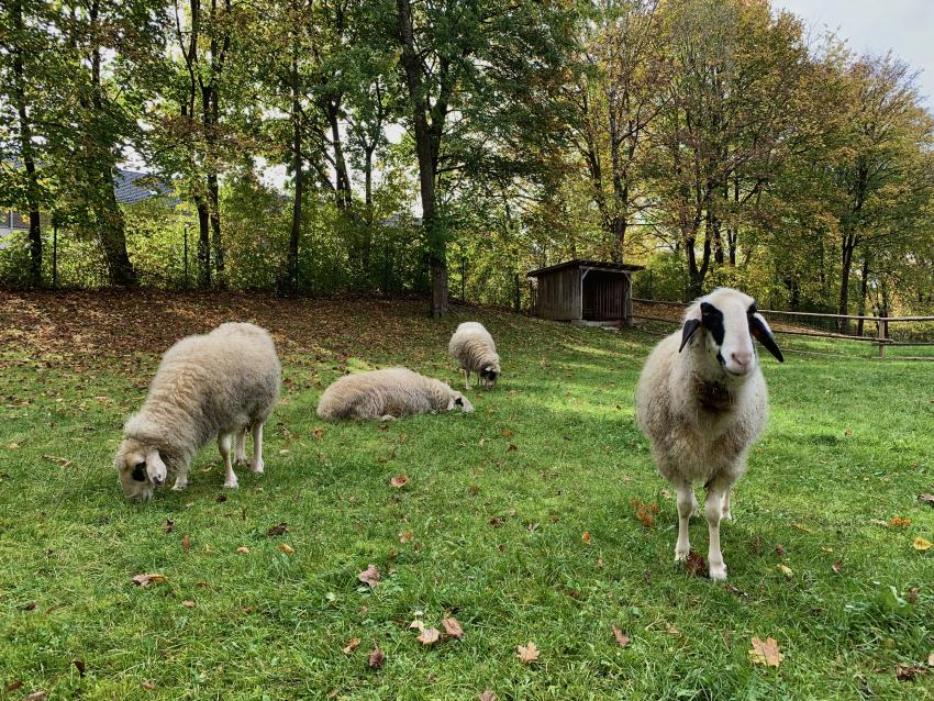 Schafe im Umweltgarten, Gemeinde Neubiberg