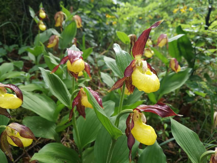 Frauenschuh, Autorin: Julia Groothedde 