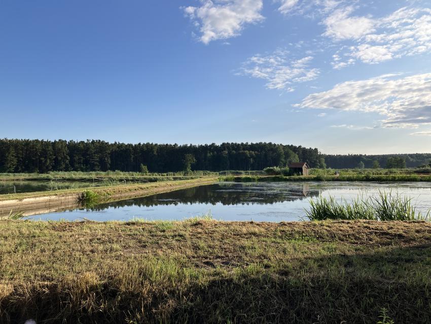Haider Teichwirtschaft im oberfränkischen Aischgrund