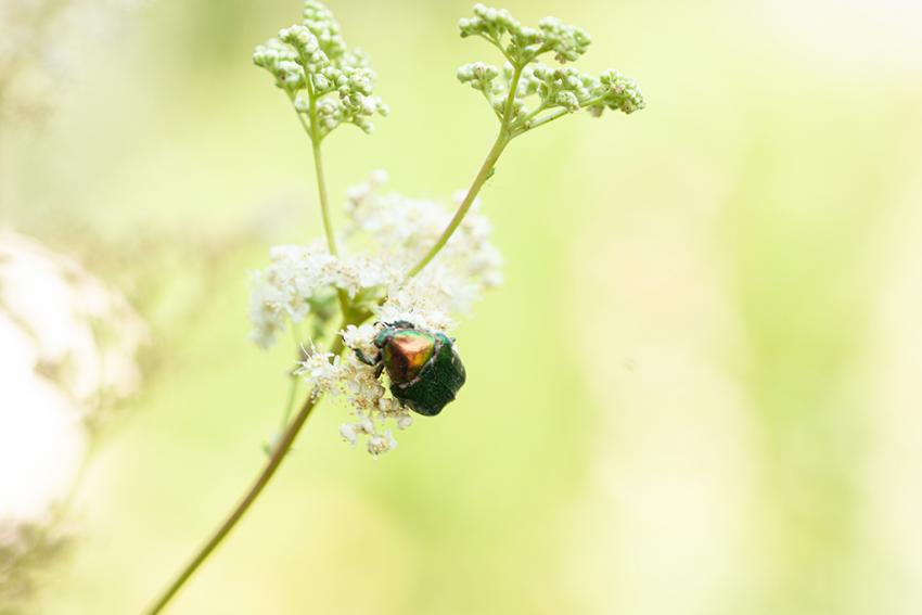 Echtes Mädesüß (Filipendula ulmaria) Foto: Stefanie Biel
