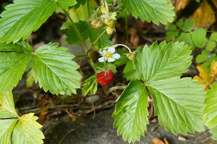 Wald-Erdbeere (Fragaria vesca) Foto: Annette Berger
