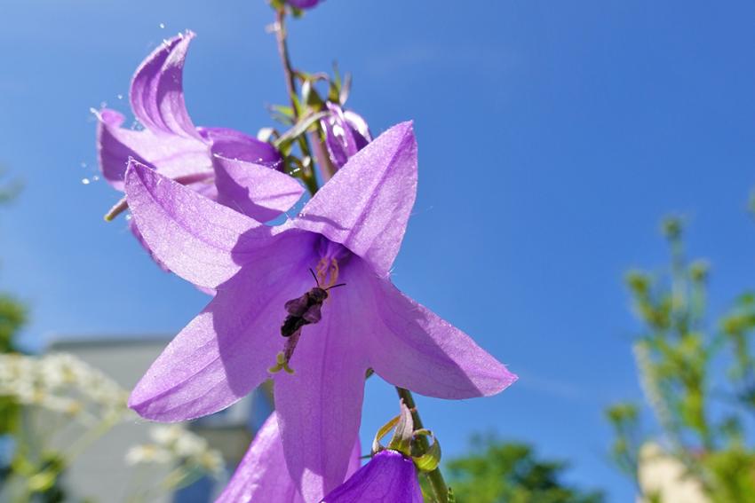 Acker-Glockenblume (Campanula rapunculoides) Foto: Annette Berger