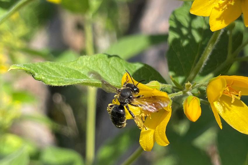 Gewöhnlicher Gilbweiderich (Lysimachia vulgaris) Foto: Annette Berger