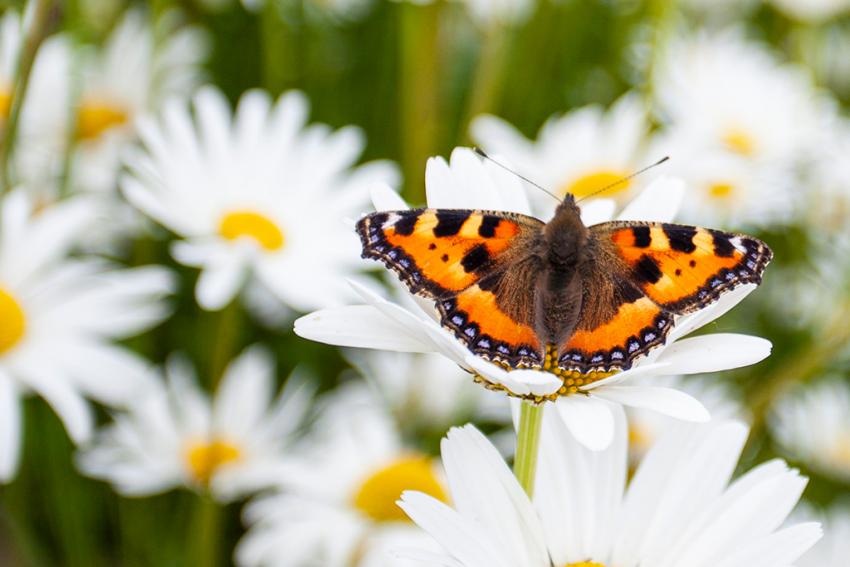 Wiesen-Margerite (Leucanthemum ircutianum) Foto: Stefanie Biel