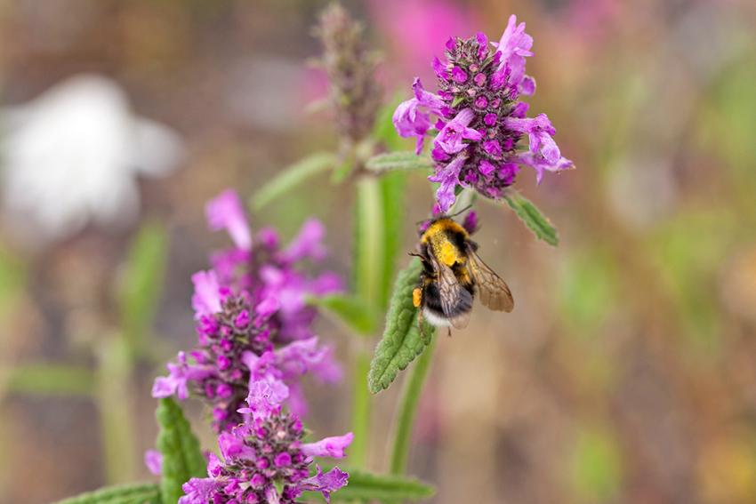 Heil-Ziest (Betonica officinalis) Foto: Stefanie Biel