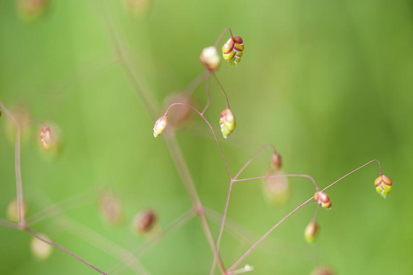 Gewöhnliches Zittergras (Briza media) Foto: Stefanie Biel