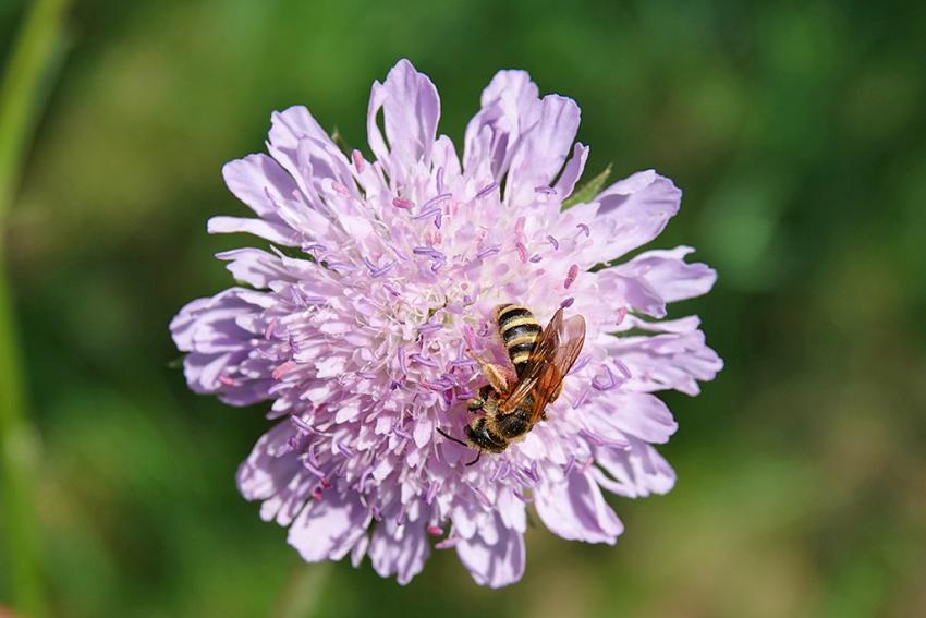 Wiesen-Witwenblume (Knautia arvensis) Foto: Isabella Hollweck