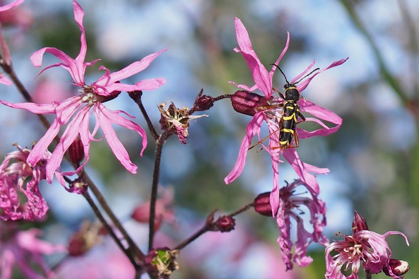 Kuckucks-Lichtnelke (Lychnis flos-cuculi) Foto: Martin Lell