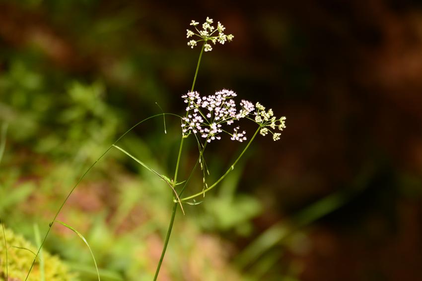 Große Bibernelle (Pimpinella major) Foto: Andreas Zehm