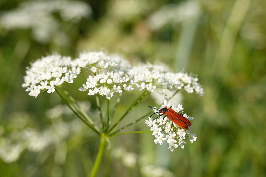 Große Bibernelle (Pimpinella major) Foto: Annette Berger