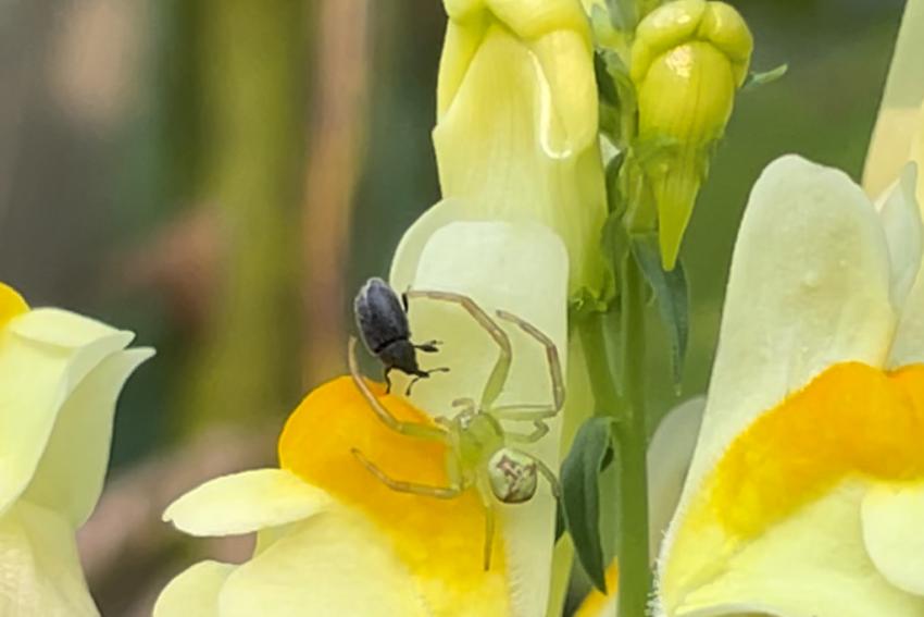 Gewöhnliches Leinkraut (Linaria vulgaris) Foto:  Annette Berger