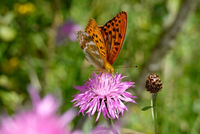 Wiesen-Flockenblume (Centaurea jacea) Foto: Annette Berger