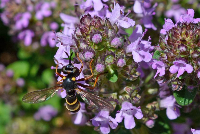 Arznei-Thymian (Thymus pulegioides) Foto: Andreas Zehm