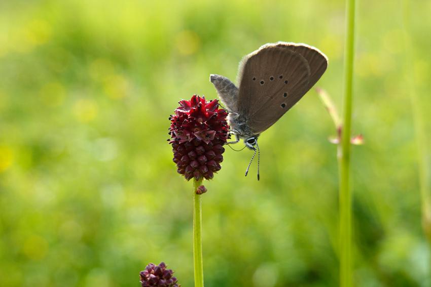 Großer Wiesenknopf (Sanguisorba officinalis) Foto: Annette Berger