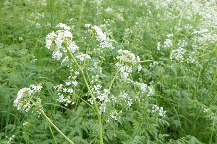 Wiesen-Kerbel (Anthriscus sylvestris) Foto: Thomas Stahl