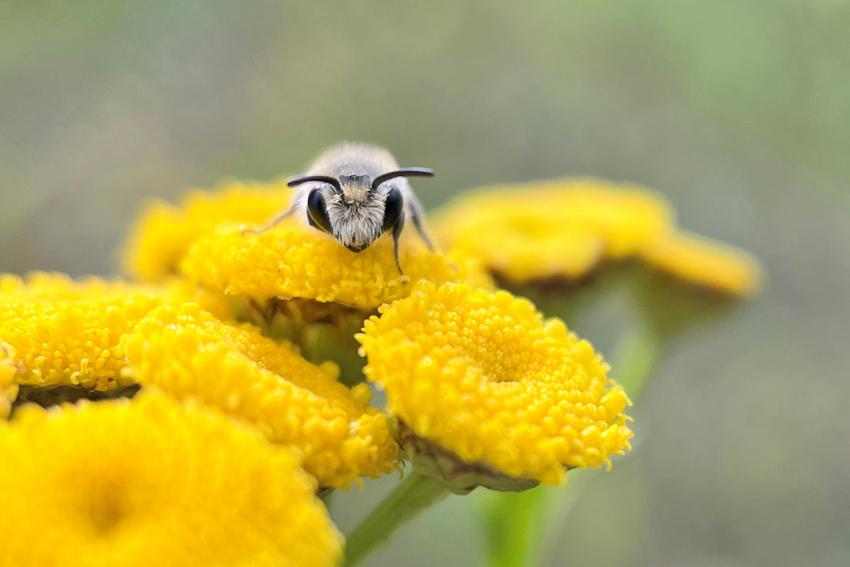 Rainfarn (Tanacetum vulgare) Foto: Janik Schäfer