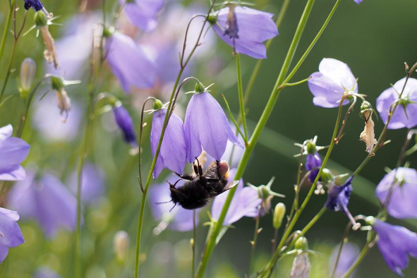 Rundblättrige Glockenblume (Campanula rotundifolia) Foto: Martin Lell