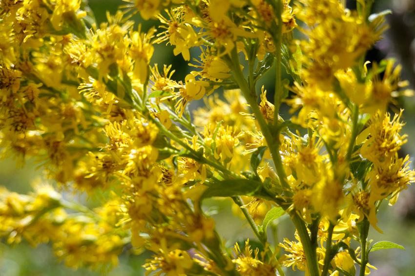 Echte Goldrute (Solidago virgaurea) Foto: Annette Berger