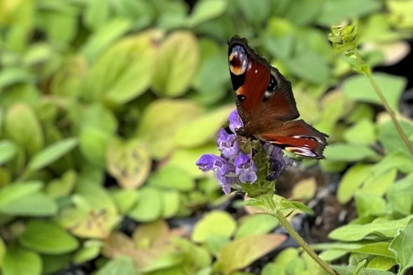 Kleine Braunelle (Prunella vulgaris) Foto: Christian Körting