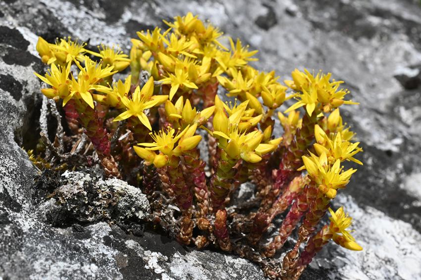 Scharfer Mauerpfeffer (Sedum acre) Foto: Marcel Ruff
