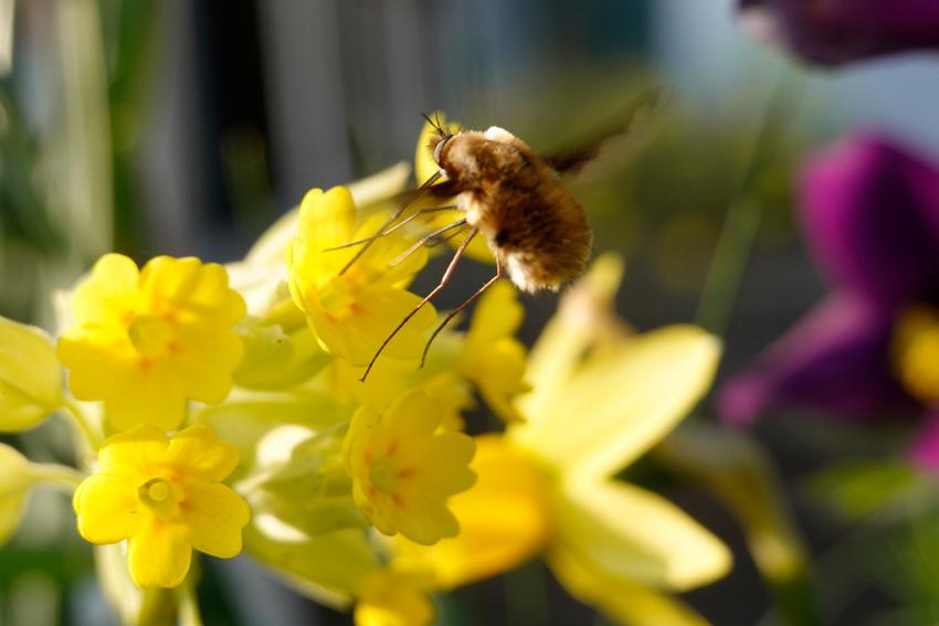 Wiesen-Schlüsselblume (Primula veris) Foto: Annette Berger