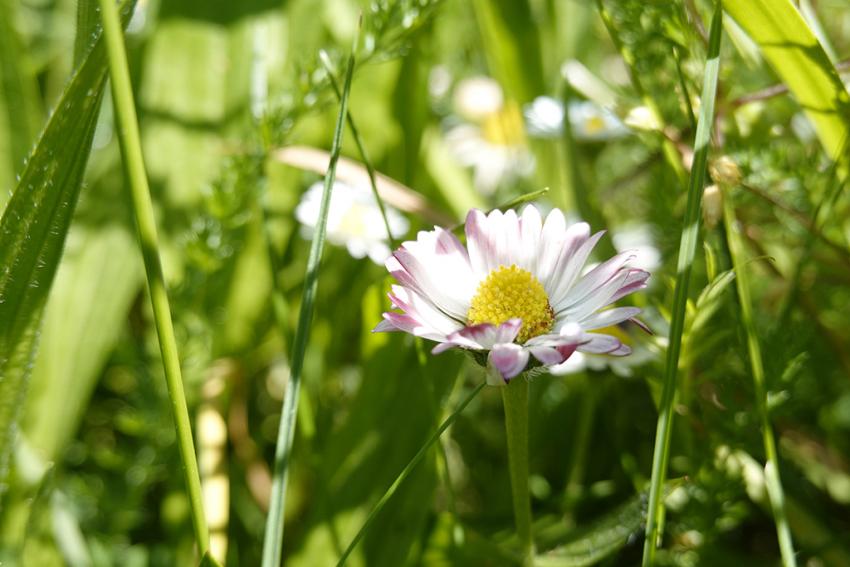 Ausdauerndes Gänseblümchen (Bellis perennis) Foto: Annette Berger