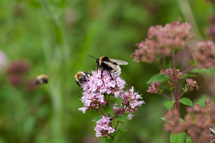 Gewöhnlicher Dost (Origanum vulgare) Foto: Stefanie Biel