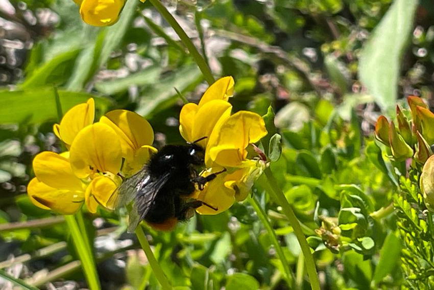 Gewöhnlicher Hornklee (Lotus corniculatus) Foto: Annette Berger