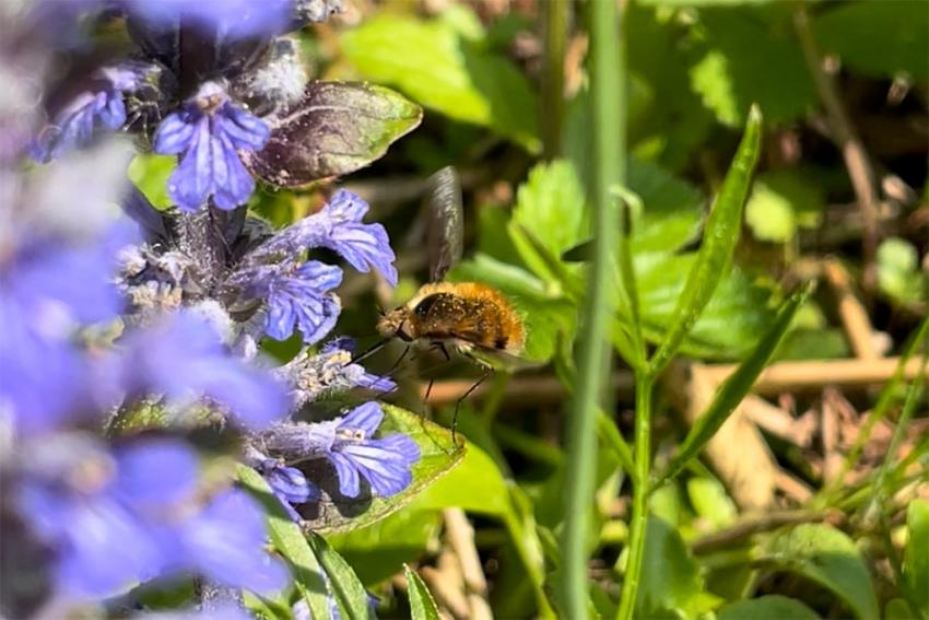 Kriechender Günsel (Ajuga reptans) Foto: Annette Berger
