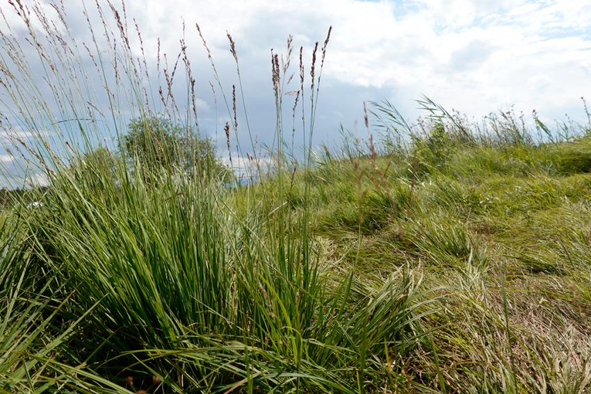 Blaues Pfeifengras (Molinia caerulea) Foto: Annette Berger