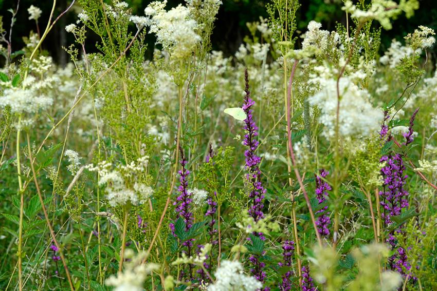 Gewöhnlicher Blutweiderich (Lythrum salicaria) und Echtes Mädesüß (Filipendula ulmaria) Foto: Annette Berger