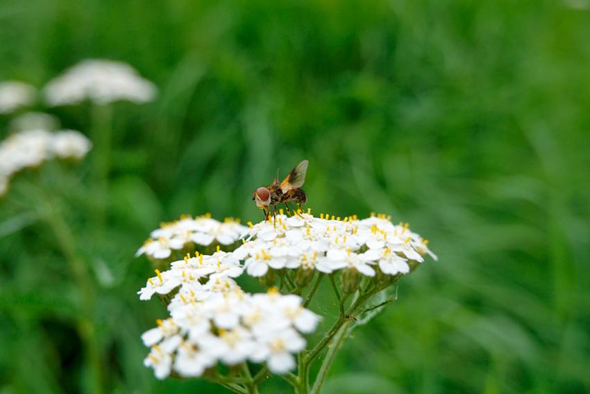 Gewöhnliche Schafgarbe (Achillea millefolium) Foto: Annette Berger