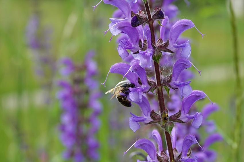 Wiesen-Salbei (Salvia pratensis) Foto: Isabella Hollweck