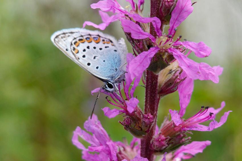 Gewöhnlicher Blutweiderich (Lythrum salicaria) Foto: Annette Berger