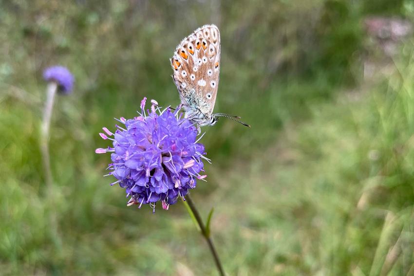 Gewöhnlicher Teufelsabbiss (Succisa pratensis) Foto: Annette Berger