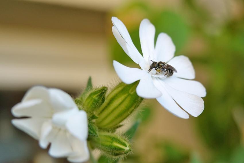 Weiße Lichtnelke (Silene latifolia) Foto: Annette Berger