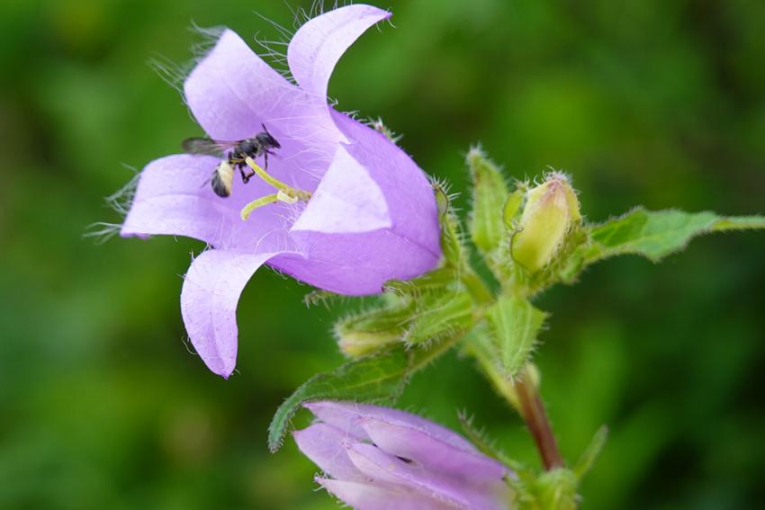 Nesselblättrige Glockenblume (Campanula trachelium) Foto: Annette Berger