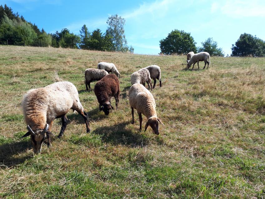 Schafe (Urheber: Bildarchiv Stadt Ebersberg)