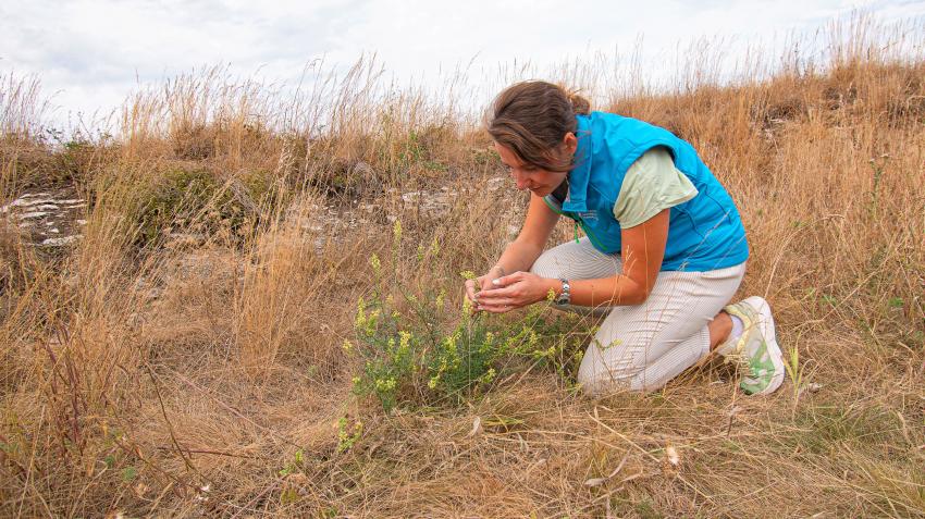 Naturtalent Chiara Engelbrecht untersucht eine Pflanze. 