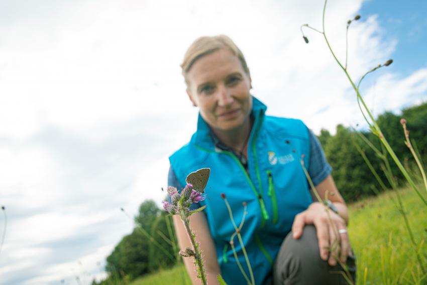 Nahaufnahme eines Wiesenknopf-Ameisenbläulings, im Hintergrund betrachtet Naturtalent Manuela Kern den Falter.