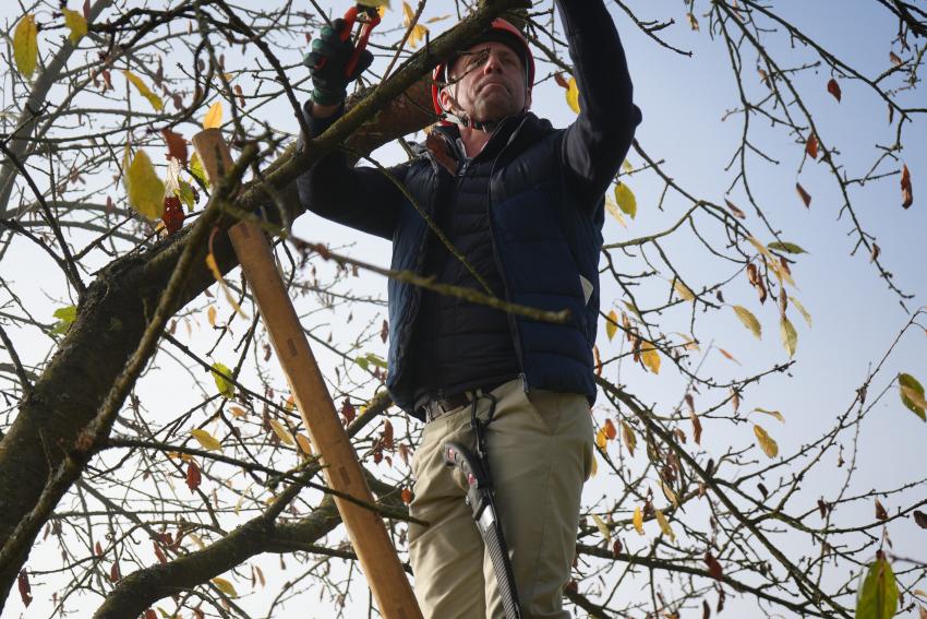 Umweltminister Thorsten Glauber steht am Obstbaum auf einer Leiter und führt den Pflegeschnitt durch.