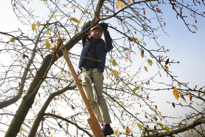 Umweltminister Thorsten Glauber steht am Obstbaum auf einer Leiter und führt den Pflegeschnitt durch.