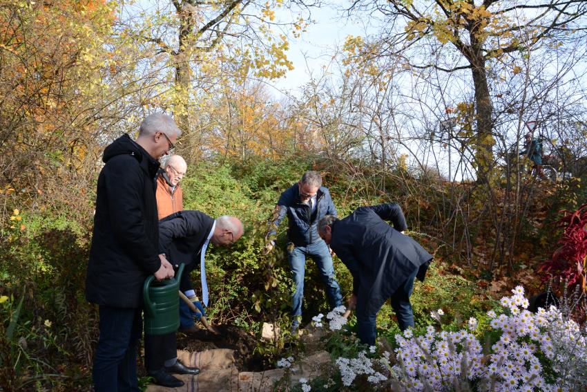 Beim Baum einpflanzen, Dekan und Pfarrer in St. Johannis Enno Weidt und Umweltminister Thorsten Glauber.