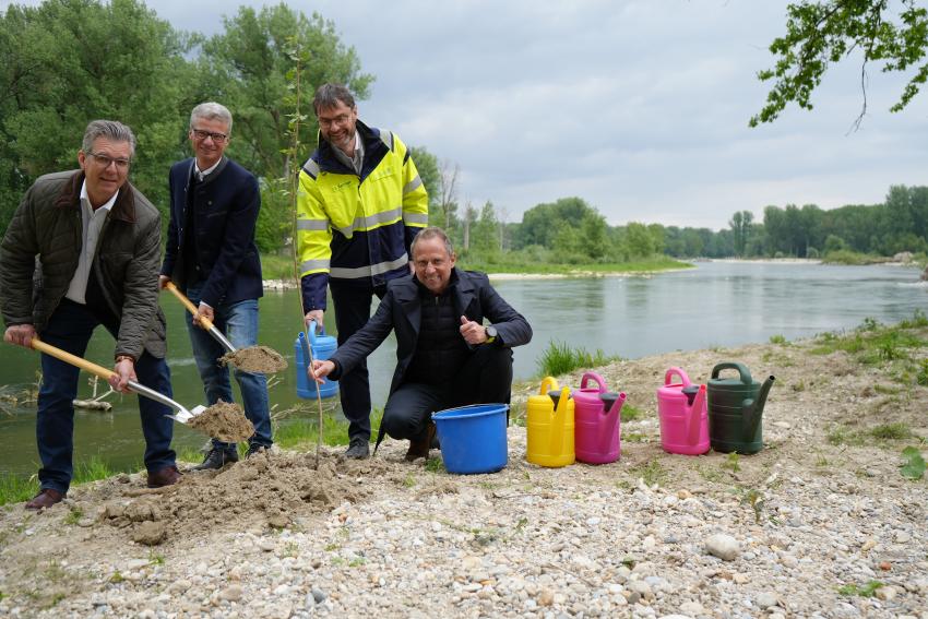 Umweltminister Thorsten Glauber (re.) pflanzt zusammen mit Hans Schmalhofer (1. Bürgermeister Stadt Plattling, Foto: li.), Bernd Sibler (Landrat Deggendorf, Foto: 2. v. li.), Siegfried Ratzinger (Leiter Wasserwirtschaftsamt Deggendorf; Foto: 3. v. li.) eine Schwarzpappel an das Isarufer.