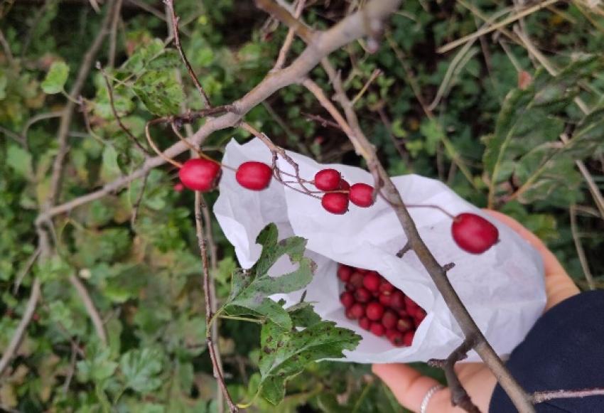 Beeren eines Weißdorn (Urheberin: Roswitha Lüer)