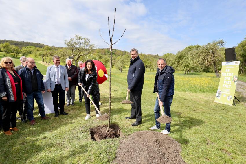 Umweltminister Thorsten Glauber, Ministerpräsident Markus Söder und Landwirtschaftsministerin Michaela Kaniber ) pflanzen zum Tag der Streuobstwiese einen Apfelbaum