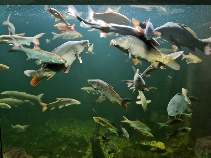 Mainfische (Urheber: Umweltstation Reichelshof)